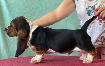 Štěňata Bassethound s PP - 10