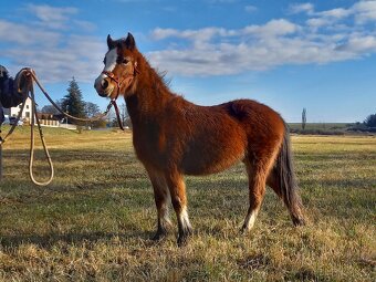 Welsh Mountain pony - 10
