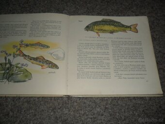 Herbář Krakonošův, Příroda v ČSSR, Ráj zvířat, Naše houby - 10