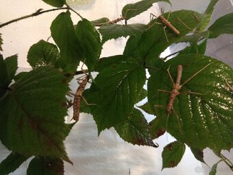 Strašilky a pakobylky - 10