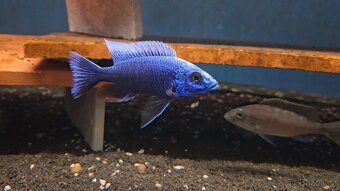 Malawi tlamovci - 10