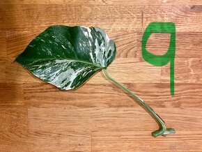 VYPRODÁNO Monstera albo variegata panašovaná bílá deliciosa - 10