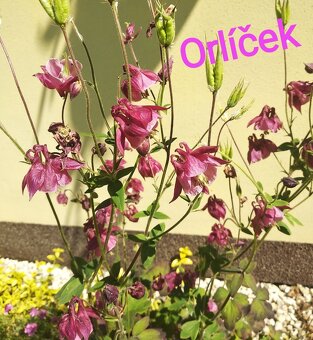 Rozchodníky, trvalky - 10