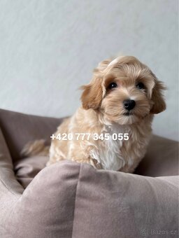 Maltipoo F1 Caramel male pejsek Martin - 10