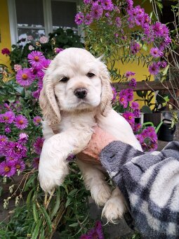 Americký kokršpaněl-štěňátka/ American cocker spaniel - 10