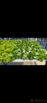 Hydroponie-aquaponie - 10