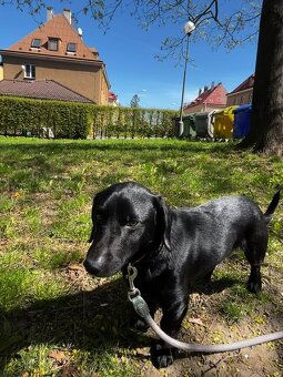 Pejsek Harryček - 10