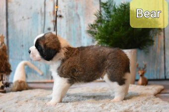 Bernardýn s PP - 10