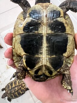 Testudo Hermanni - 10
