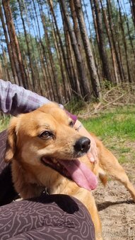 PINGI K ADOPCI - akční veselý mazel, vhodný k dětem - 10