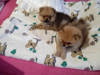POMERANIAN - 10