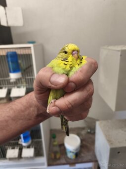 Výstavní andulky - 10