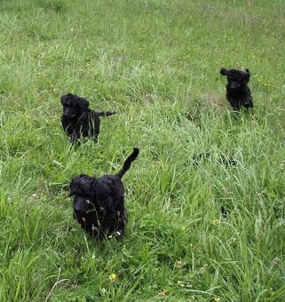 Pudl královský, pudl velký královský - 10