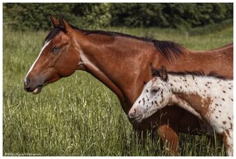 Appaloosa s PP- letošní hřebeček "Nio" na prodej - 10