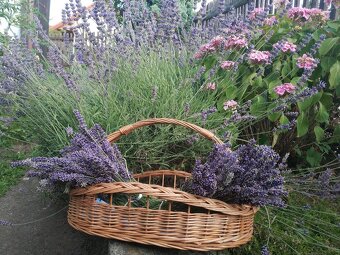 Zahrada Bílina prodej - 10