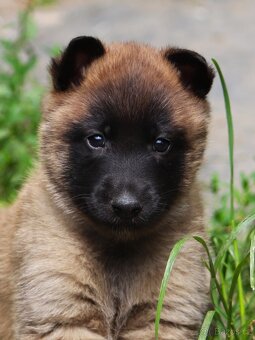 Belgický ovčák - Malinois - fenky s PP - 10