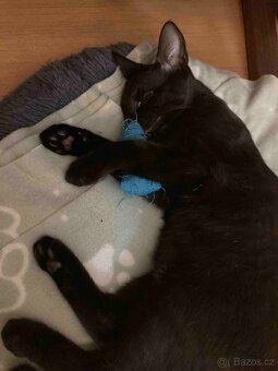 Kocourek Balerion hledá nový domov - 10