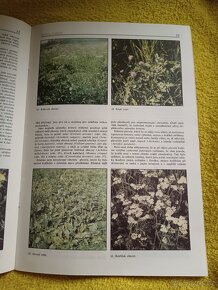 Domácí chov králíků - 10