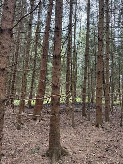 Prodám lesní pozemek v k.ú. Bednáreček - 10