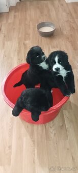 Bernský salašnický pes štěňata bez PP - 10