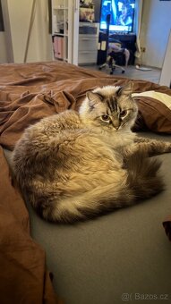 Ragdoll kocour a kočka - 10
