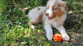 Australský ovčák s PP - red merle - 10