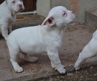 American bully pocket / standard - 10