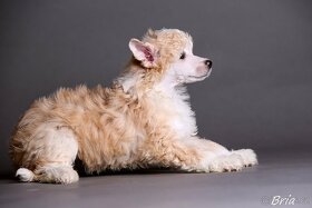 Čínsky chocholatý pes - šteniatka - 10