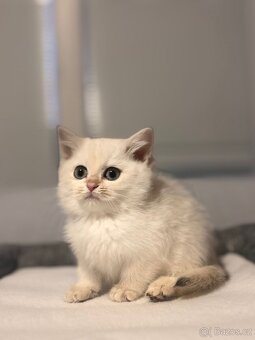 Britska koťata - 10