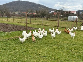 Leghorn - násadové vajíčka - 10