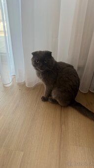 Koťata Britské a Skotská klapouchá - 10