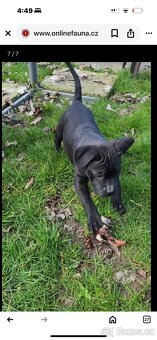 Cane corso bez pp - 10
