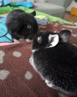 Zakrslý beránek králíček - 10