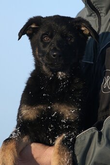 Německý ovčák s PP - štěňata k odběru - 10