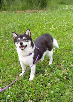 Shiba inu, štěňátko, fenečka. - 10