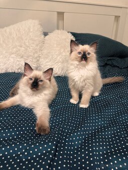 PRODEJ KOT’AT RAGDOLL 🎄💫 - 10