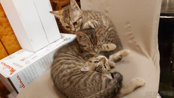 Daruji 2 koťátka (2 holky) - 10