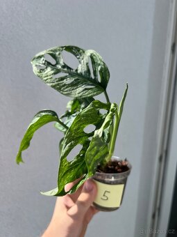 Monstera Adansonii Albo/Variegata a Mint - 10