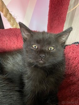 Mainská mývalí - 10