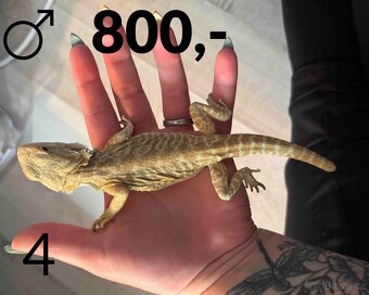 Agama vousatá  - mláďata, vlastní chov - 10