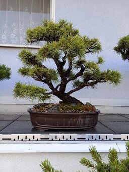 Borovice lesní (Pinus sylvestris) bonsai - 10