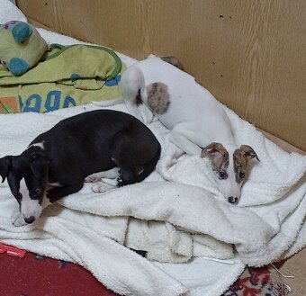 Whippet-Vipet - 10