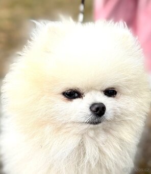 POMERANIAN S PP FCI - z Malebného povltaví - 10