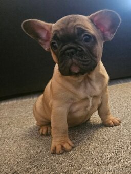 Francouzský buldoček - 10