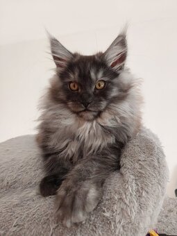 MAINE COON - Mainská mývalia s PP - 10