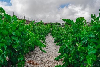 Rustikální farma s vinicí a ovocnými sady na prodej v Guía d - 10