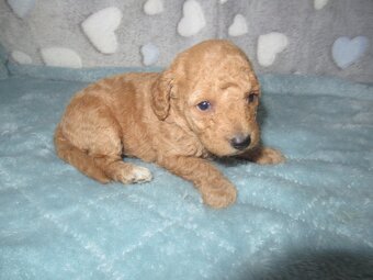 Maltipoo štěňátka - 10
