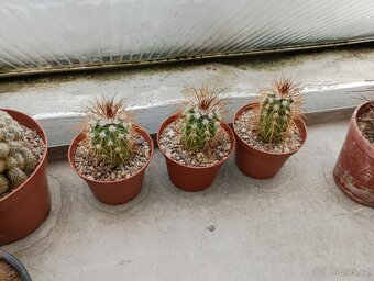 Kaktusy 🌵 - 10