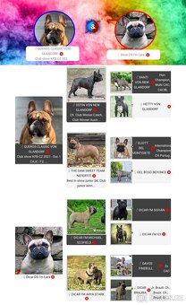 TOP francouzský buldoček s PP FCI - 10