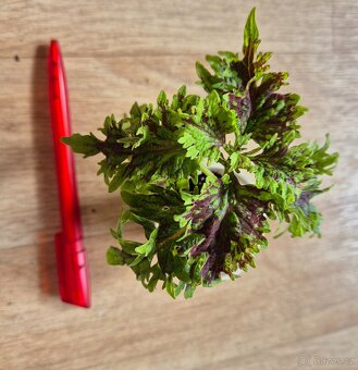 AFRICKÉ OKRASNÉ KOPŘIVY COLEUS - rostlinky - 10